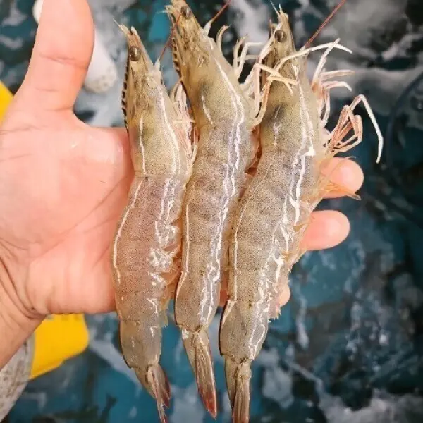 국내산 제철 활 왕새우 1kg (35미 내외) 32미 명절맞이 (파격특가)