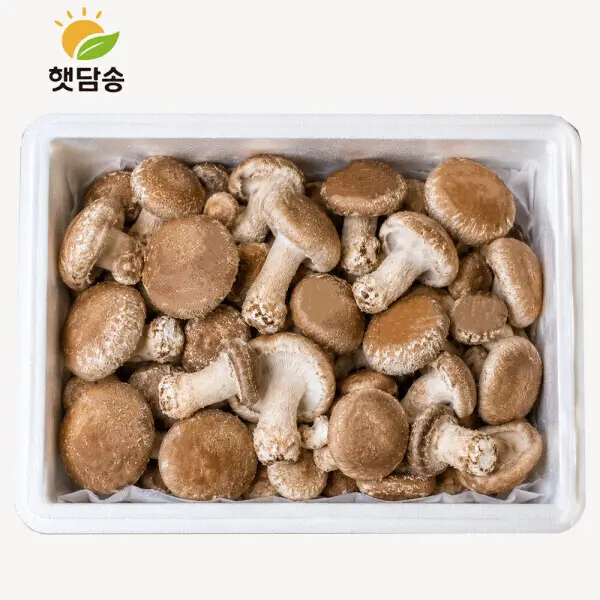 햇담 송화버섯 가정용 1kg 농협에 납품하는 이천 무농약 송고버섯 농장 직배송