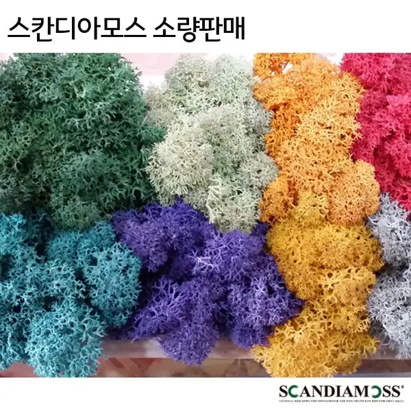 스칸디아모스20g 천연이끼 공기정화 사은품증정