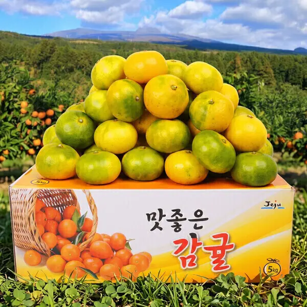 (신선집중) (농할20%)제주직송 서귀포 극조생감귤 4.5kg(로얄과)