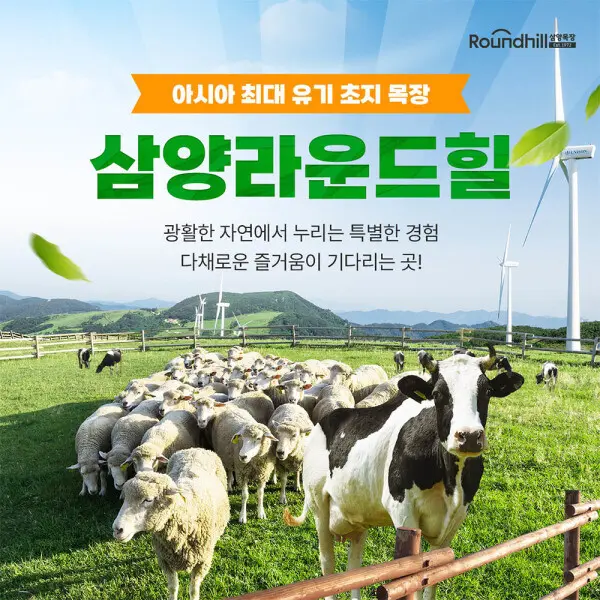 (강원 평창) 대관령 삼양라운드힐 - 옥...