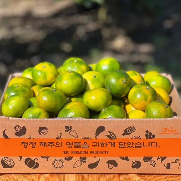 제주 극조생감귤 2.5kg 중대과 새콤달콤한 풍미 26년 첫출하