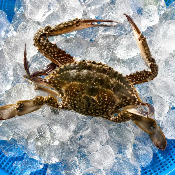 (신선집중) 제철 꽃게 2026 자연산 제철 숫꽃게 2kg / 1kg당 (4~6미)