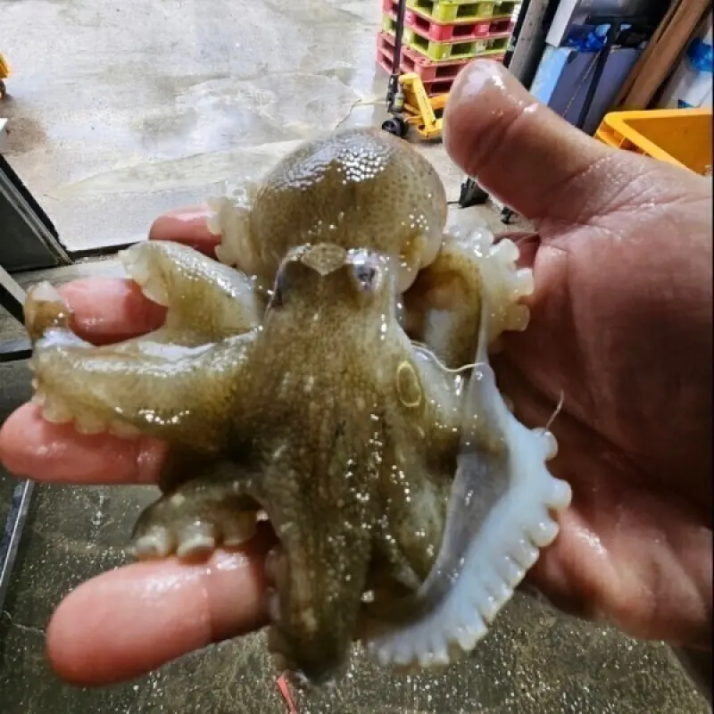 (신선집중) 제철 활 주꾸미 쭈꾸미 1kg 당일 경매 당일 입찰