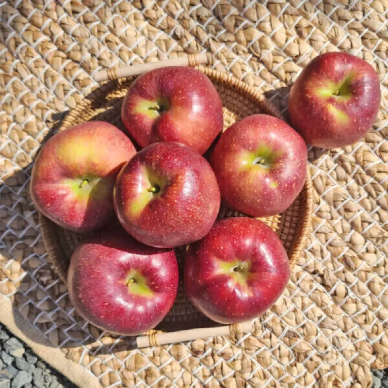 유명산지 감홍 5kg 실중량 대과 (10-17과내외)