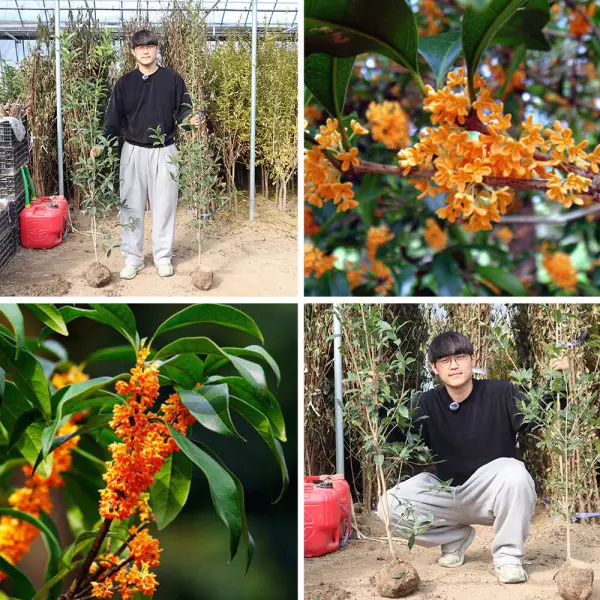 금목서나무 묘목 4-5년생 다간형 만리향나무 정원수 가든 원예 향기꽃나무 상록수 (쿠폰가 31,280원/무료)