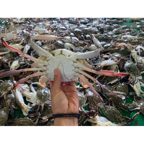 지금이 제철 금어기 해제 서천 자연산 숫꽃게2kg(6~10)내/ 21일 출고 ~금어기 해제 예약할인 판매중