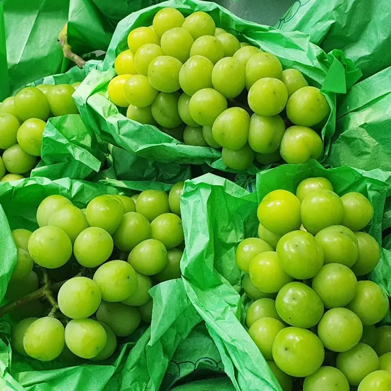 [농할국내산]산지직배송 샤인머스켓 1.3kg/2kg/2.4kg 외 : 롯데ON