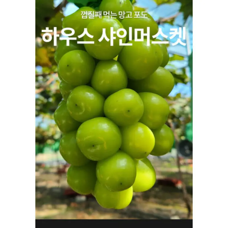 산지직송 고당도 샤인머스캣 2kg 3~4수