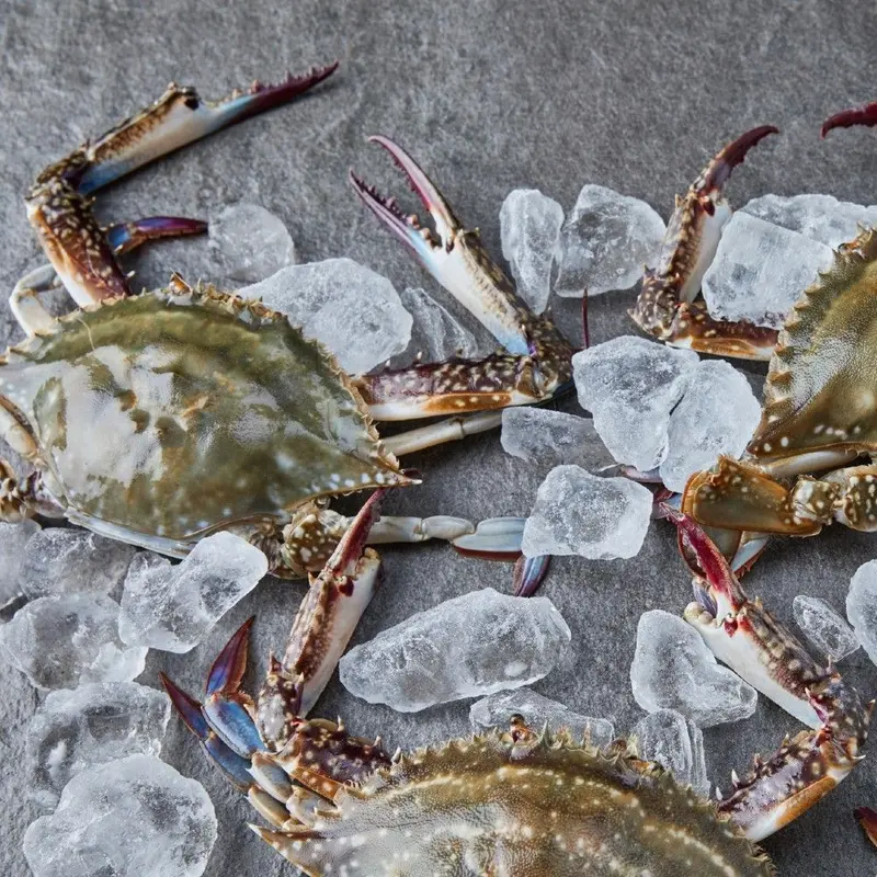 딜크릿)서해안 제철 활 숫꽃게 1kg(1-3미)외 : 롯데ON
