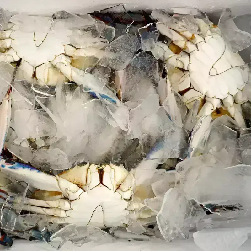 26년 먼바다 햇 가을꽃게 대사이즈 급냉 3kg (10~15미)