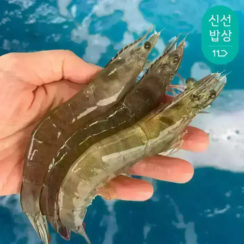 [품질보장] 이순신수산 국내산 흰다리새우 제철 생물 활새우 1kg (39-45미내외)