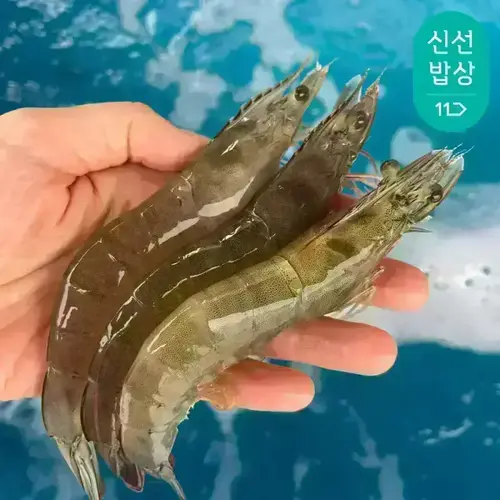 [품질보장] 이순신수산 국내산 흰다리새우 제철 생물 활새우 1kg (39-45미내외)