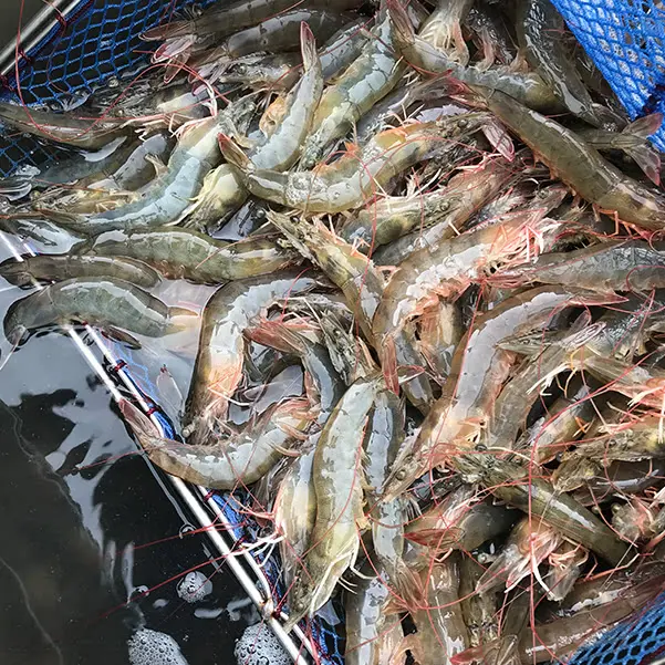 (신선집중) 산지직송 신안 흰다리새우1kg 30~40미 내외