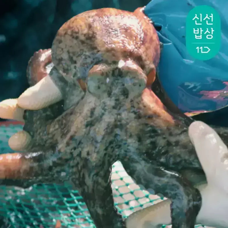 [품질보장]이순신수산 남해안 자연산 돌문어 2kg [1-6미]
