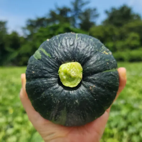 +특가+ 제주 미니 밤호박 보우짱 단호박 5kg 정품 특품 로얄과