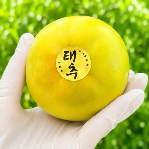 고당도 태추 단감 선물용 선물세트 추석 명절