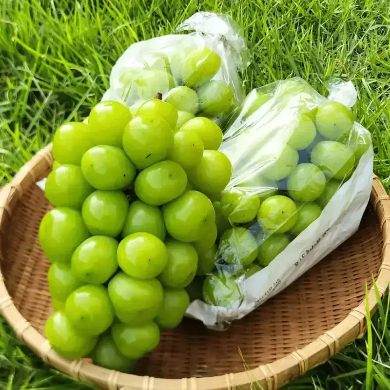 [최종 9,900] 26년 햇 샤인머스켓 2kg 5수