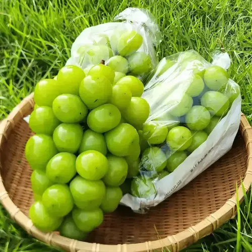 [최종 9,900] 26년 햇 샤인머스켓 2kg 5수