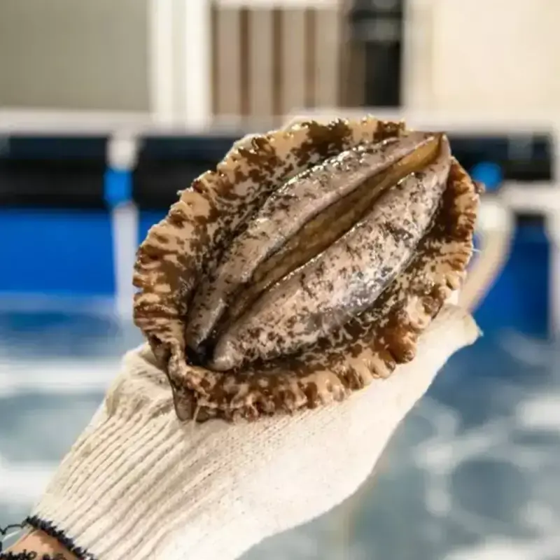 [품질보장] 완도 활전복 6-7미 1kg 살아서도착 +손질도구 선물용 이바지