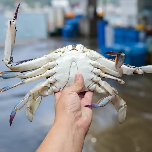 국내산 활 꽃게 1kg +1kg 총 2kg 활 숫꽃게 (kg당 3-5미내외)