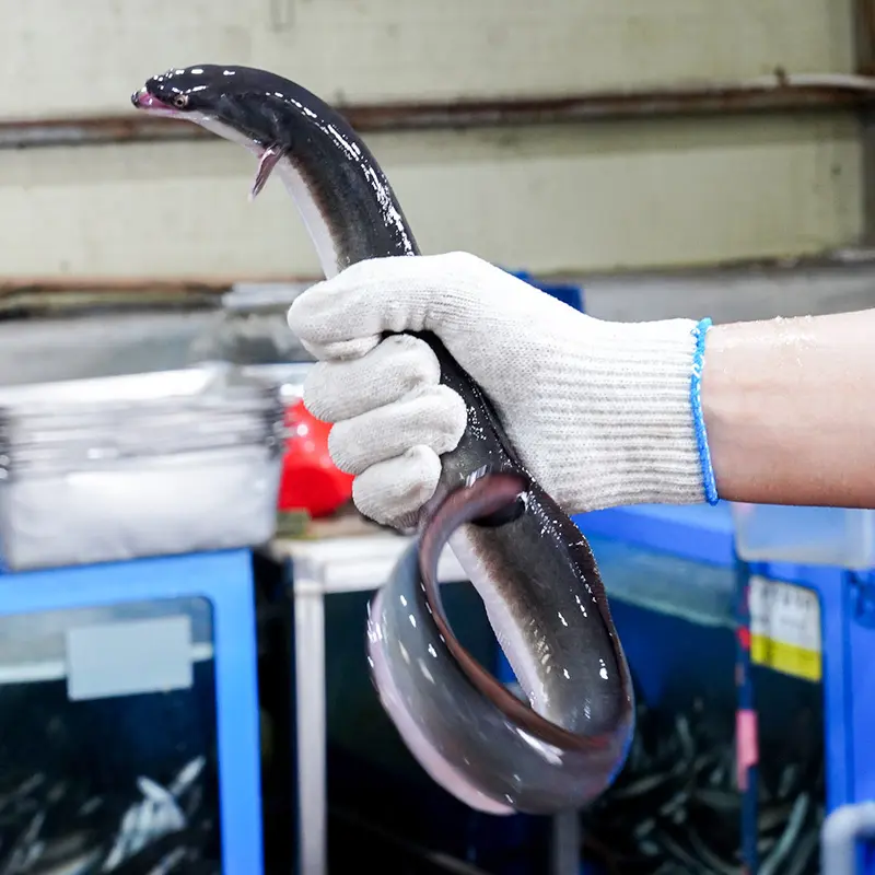 전남 풍천 자포니카 민물장어 1kg (1-4미)+소스+초생강 (손질후 순살 700g)