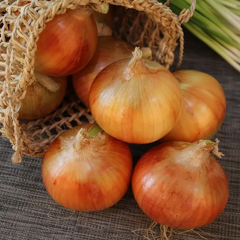 국내산 아삭한 26년 햇 양파 산지직송 2kg 3kg 5kg