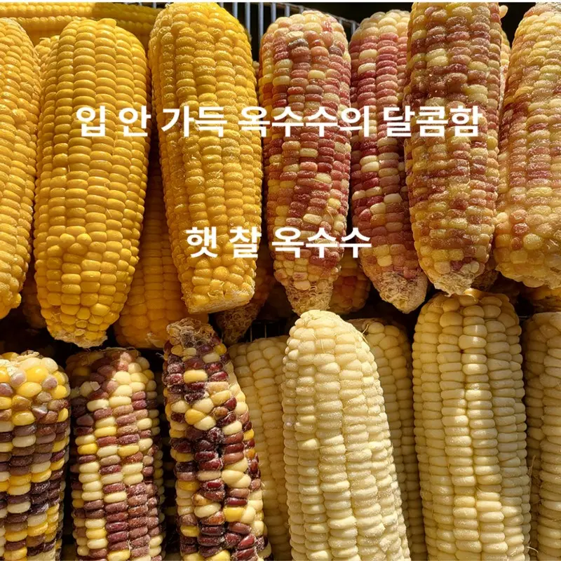 갓 삶아 냉동한 프리미엄 홍찰옥수수 10개/20개 (5개1팩 개별포장)