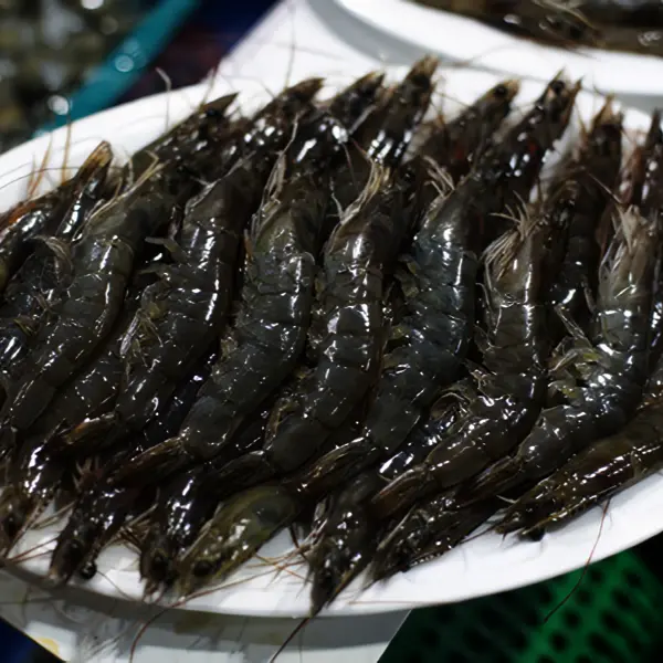 횟감 가능 신안 활새우 1kg 매일 새벽건져오는 노지새우