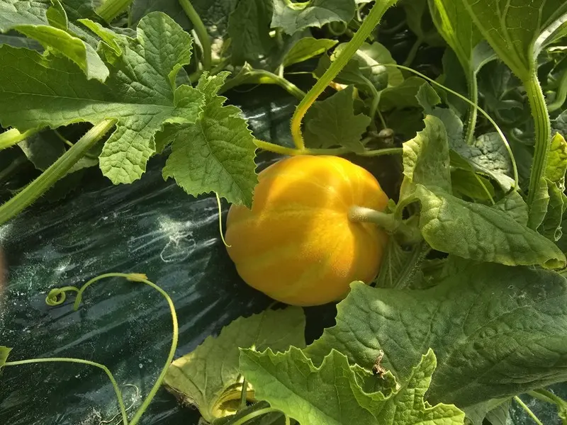 산지직송 성주참외 못난이 특상품 참외