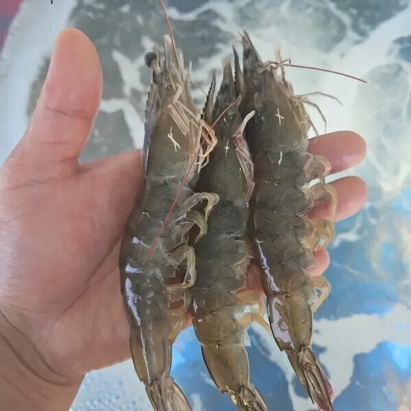 산지직송 국내산 초특가 생물 흰다리새우 1kg (40미내외) 활 새우 한정판매 / 2kg 구매시 2천원 할인