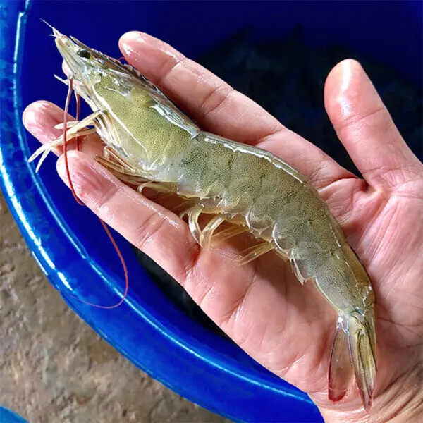 [대한민국농수산](신선집중) 국내산 제철 흰다리 왕새우 大 1kg(30미 내외) 생 새우회 횟감