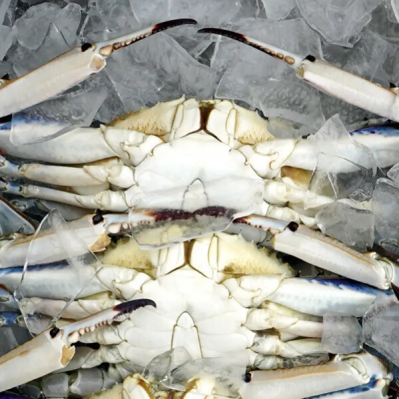 당일조업 얼음포장 서해안 생물 꽃게 2kg / 26년 햇 가을꽃게