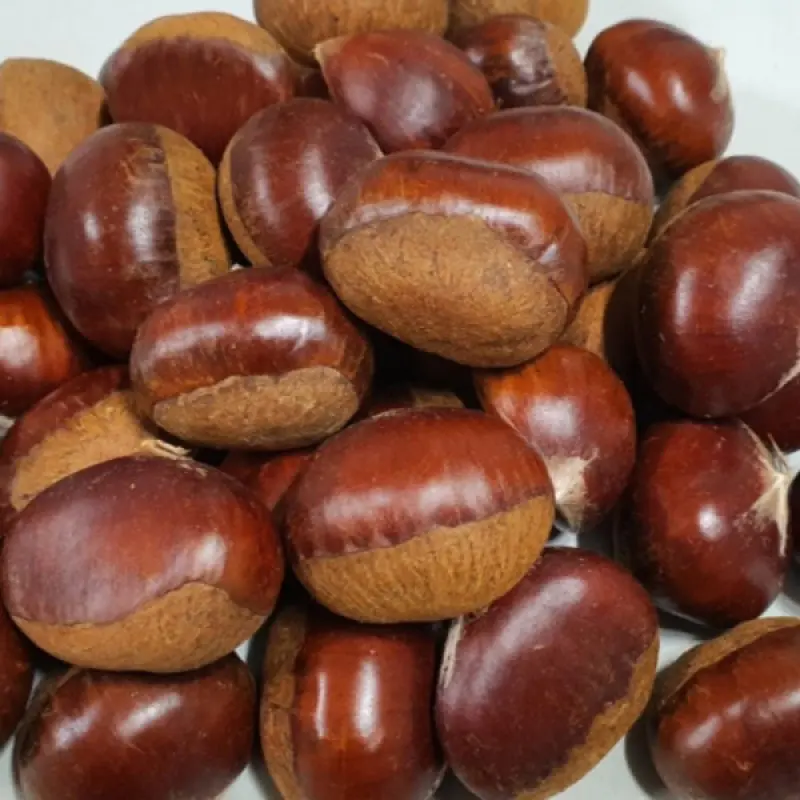 알밤 왕밤 햇밤 특대 3kg 26년 수확