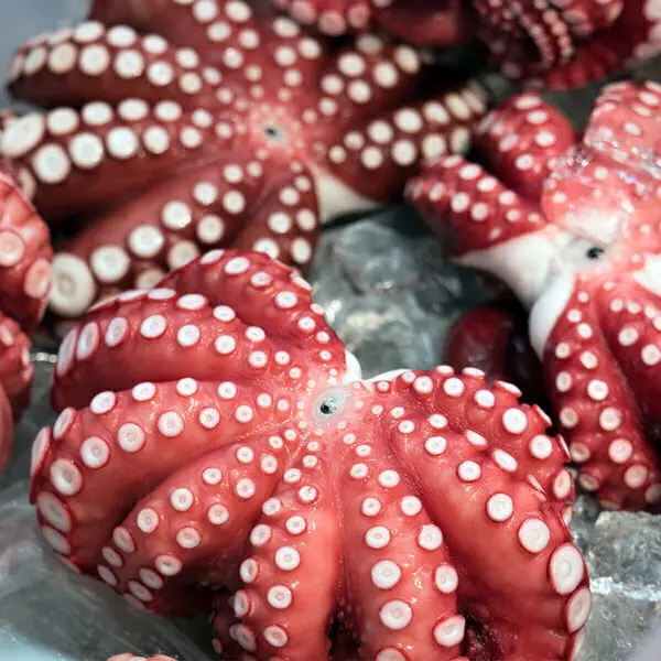(신선집중) 자숙문어 대 1마리 문어숙회 약700g~900g
